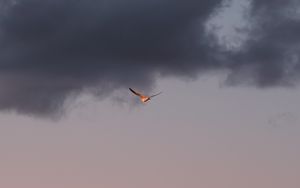 Preview wallpaper bird, sky, flight, clouds, wings