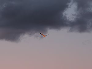 Preview wallpaper bird, sky, flight, clouds, wings