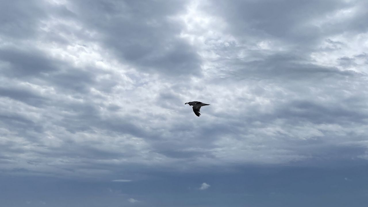 Wallpaper bird, sky, flight, sea