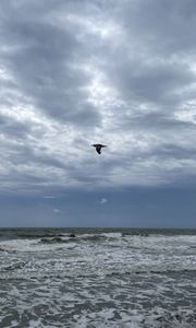 Preview wallpaper bird, sky, flight, sea