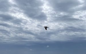 Preview wallpaper bird, sky, flight, sea
