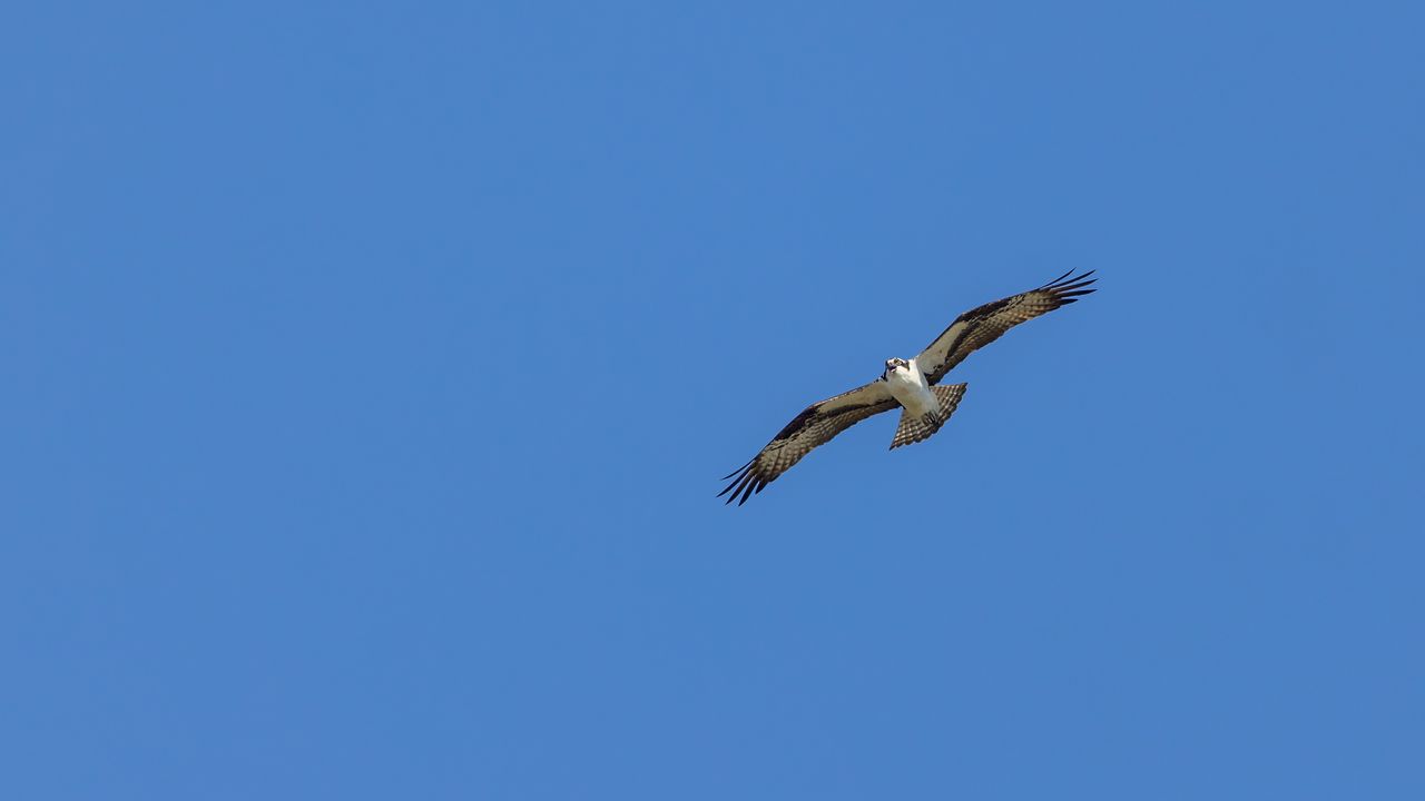 Wallpaper bird, sky, flight, wildlife