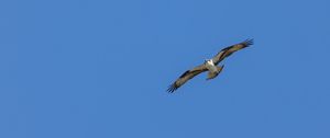 Preview wallpaper bird, sky, flight, wildlife