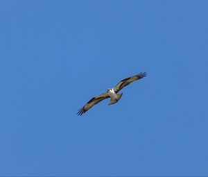 Preview wallpaper bird, sky, flight, wildlife