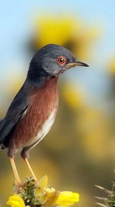 Preview wallpaper bird, sky, flowers, nature