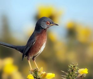 Preview wallpaper bird, sky, flowers, nature