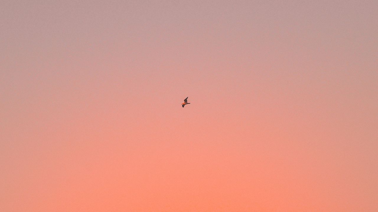 Wallpaper bird, sky, gradient, flight