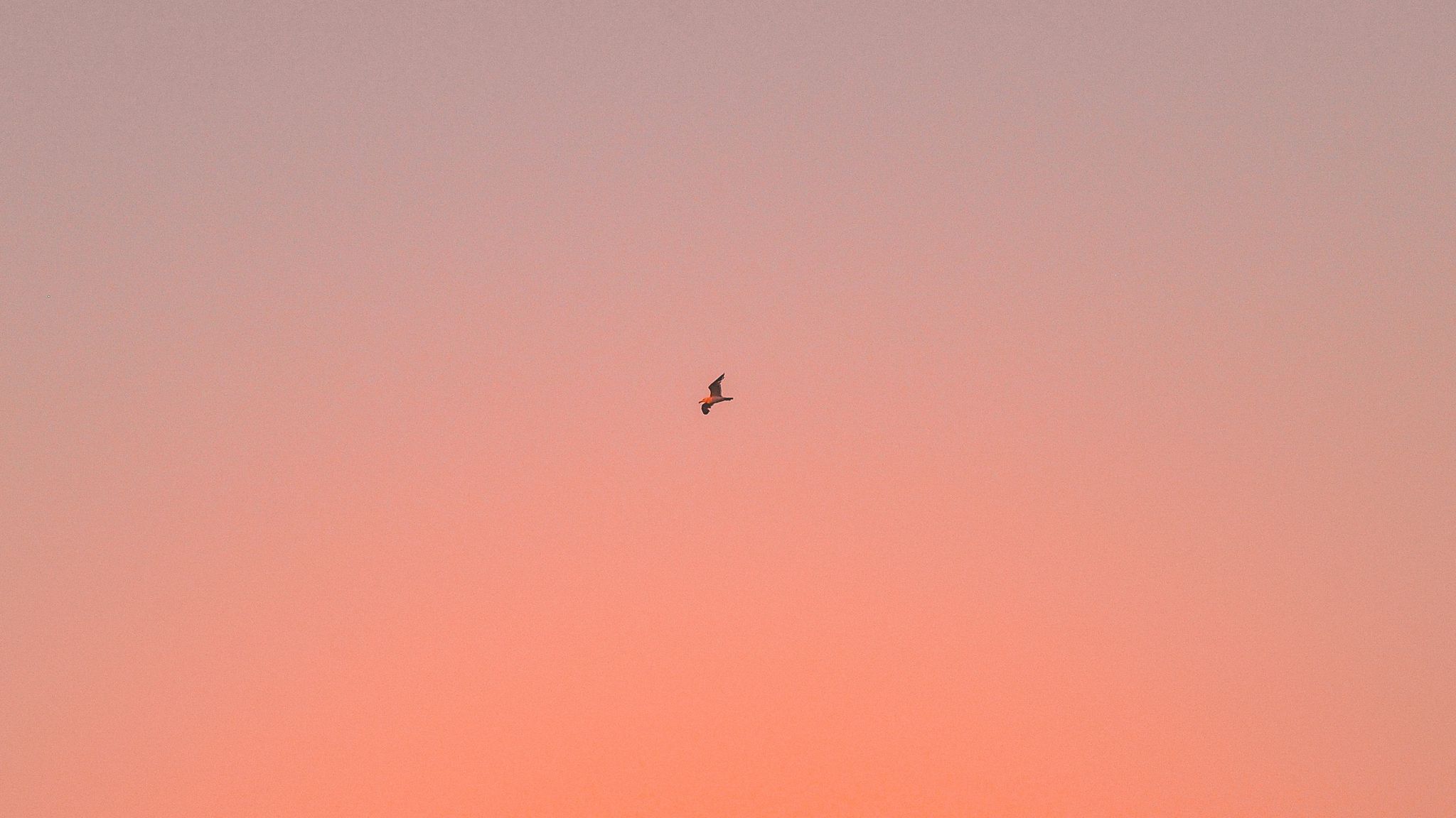 2048x1152 Wallpaper bird, sky, gradient, flight