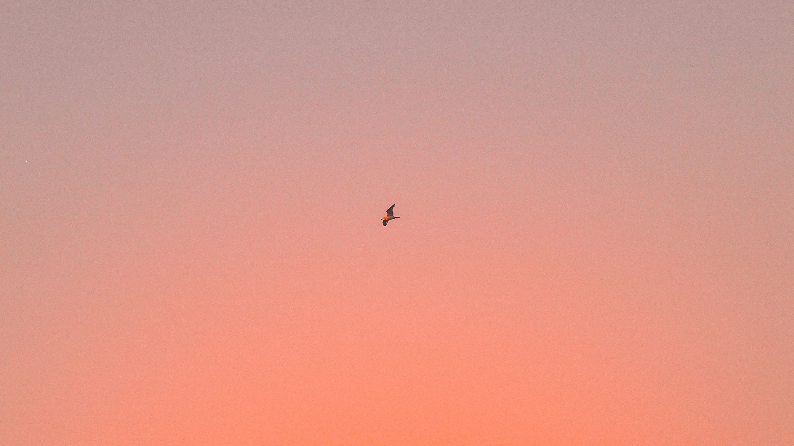 2560x1440 Wallpaper bird, sky, gradient, flight