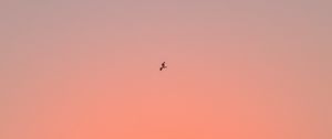 Preview wallpaper bird, sky, gradient, flight