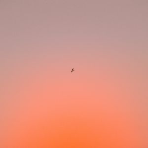 Preview wallpaper bird, sky, gradient, flight