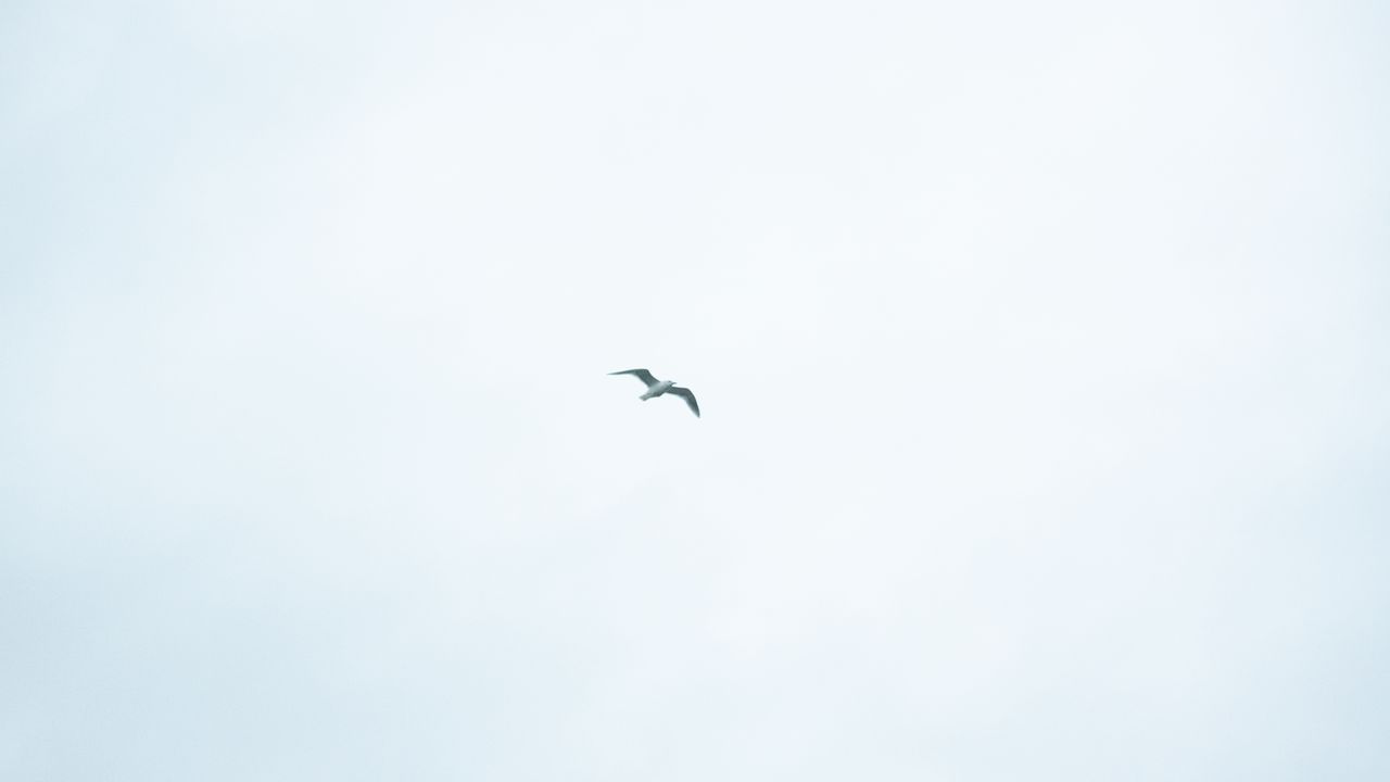 Wallpaper bird, sky, minimalism, flight