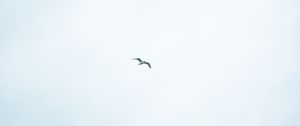 Preview wallpaper bird, sky, minimalism, flight
