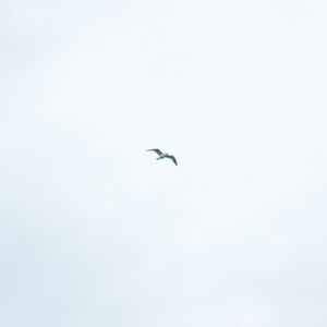 Preview wallpaper bird, sky, minimalism, flight