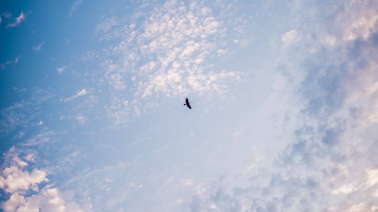 Wallpaper bird, sky, minimalism