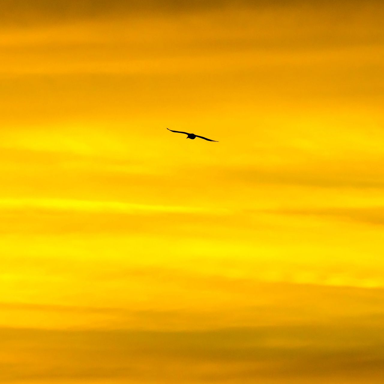 1280x1280 Wallpaper bird, sky, sunset, minimalism, dusk