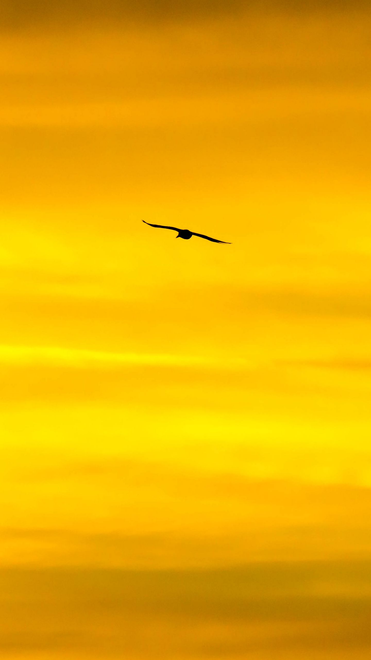 1440x2560 Wallpaper bird, sky, sunset, minimalism, dusk