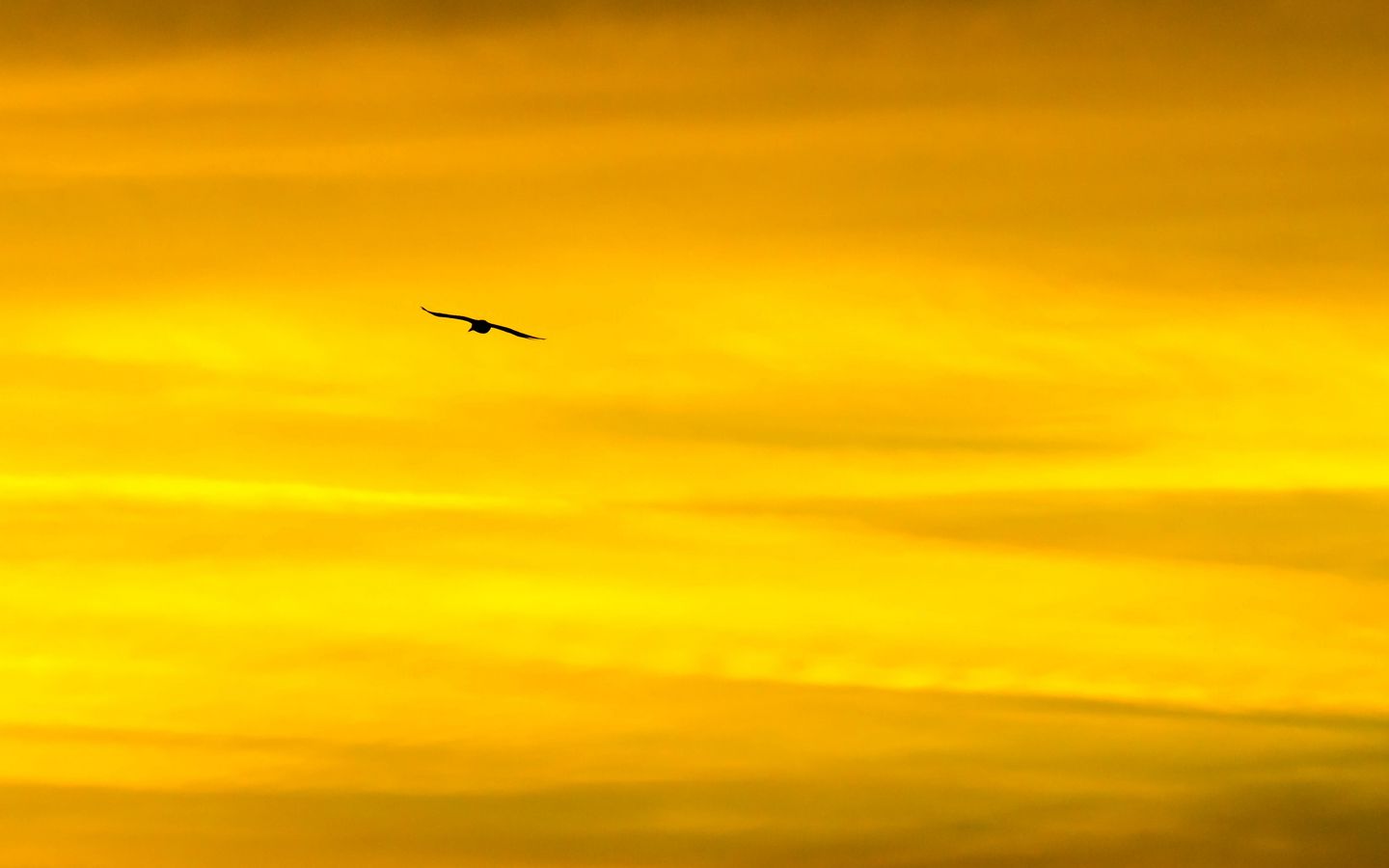 1440x900 Wallpaper bird, sky, sunset, minimalism, dusk