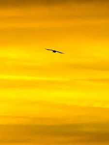 Preview wallpaper bird, sky, sunset, minimalism, dusk