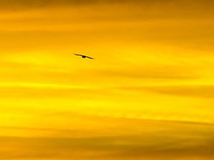 Preview wallpaper bird, sky, sunset, minimalism, dusk