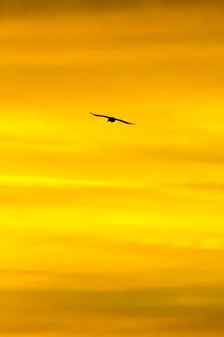 320x480 Wallpaper bird, sky, sunset, minimalism, dusk
