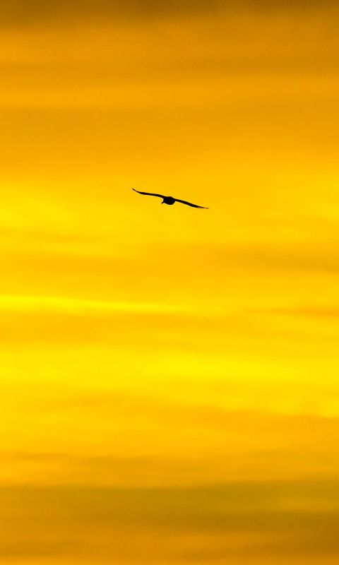 480x800 Wallpaper bird, sky, sunset, minimalism, dusk