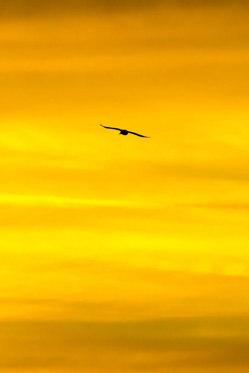 800x1200 Wallpaper bird, sky, sunset, minimalism, dusk