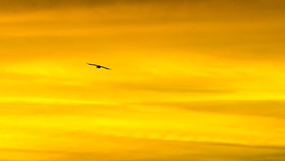 960x544 Wallpaper bird, sky, sunset, minimalism, dusk