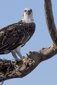 Preview wallpaper bird, sky, tree, dry, branch, koryak