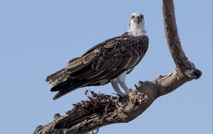 Preview wallpaper bird, sky, tree, dry, branch, koryak