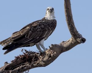 Preview wallpaper bird, sky, tree, dry, branch, koryak