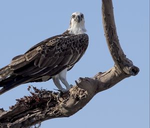 Preview wallpaper bird, sky, tree, dry, branch, koryak