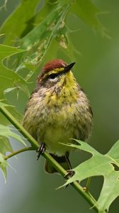 Preview wallpaper bird, small, leaves, branch, tree
