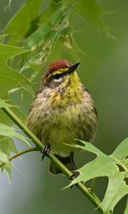 Preview wallpaper bird, small, leaves, branch, tree