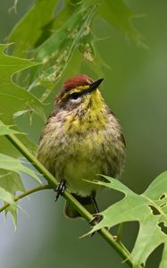 Preview wallpaper bird, small, leaves, branch, tree