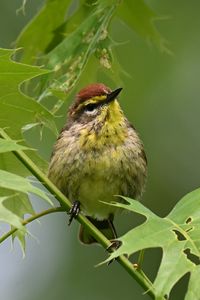 Preview wallpaper bird, small, leaves, branch, tree