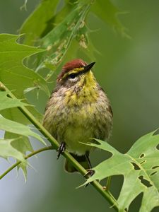 Preview wallpaper bird, small, leaves, branch, tree