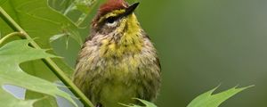 Preview wallpaper bird, small, leaves, branch, tree