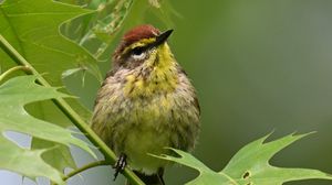 Preview wallpaper bird, small, leaves, branch, tree