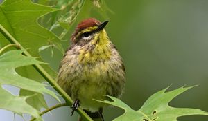 Preview wallpaper bird, small, leaves, branch, tree
