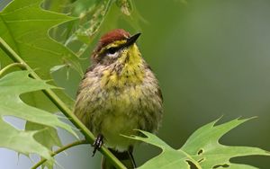 Preview wallpaper bird, small, leaves, branch, tree