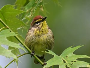Preview wallpaper bird, small, leaves, branch, tree