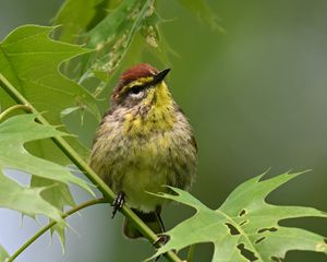 Preview wallpaper bird, small, leaves, branch, tree