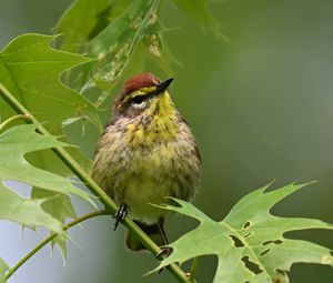 Preview wallpaper bird, small, leaves, branch, tree