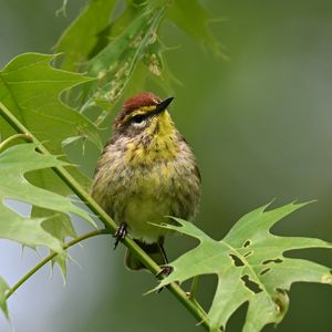Preview wallpaper bird, small, leaves, branch, tree
