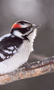 Preview wallpaper bird, snow, branch, color, bright