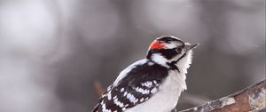 Preview wallpaper bird, snow, branch, color, bright