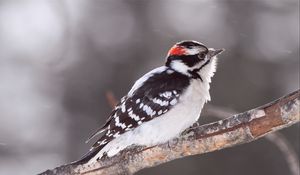 Preview wallpaper bird, snow, branch, color, bright