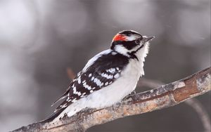 Preview wallpaper bird, snow, branch, color, bright