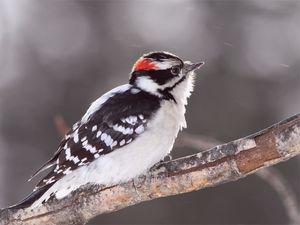 Preview wallpaper bird, snow, branch, color, bright